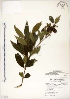 藏品(疏齒紫珠、恆春紫珠)的圖片