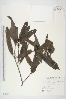 藏品(桃葉珊瑚)的圖片