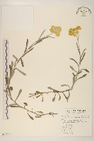 藏品(鼠麴草)的圖片