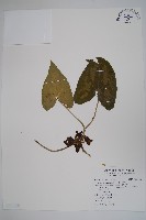 藏品(下花細辛)的圖片