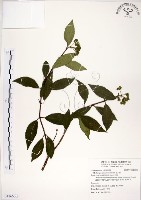 藏品(華八仙)的圖片