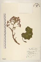 藏品(臺灣款冬)的圖片