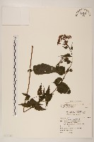 藏品(塔山澤蘭)的圖片