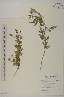 藏品(阿里山油菊)的圖片