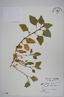 藏品(番杏)的圖片