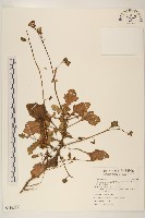 藏品(白鳳菜)的圖片