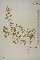 藏品(鵝兒腸)的圖片