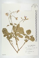 藏品(濱萊菔)的圖片