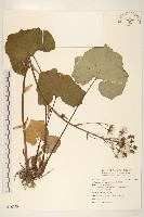 藏品(臺灣款冬)的圖片