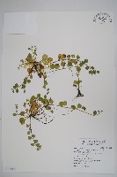 藏品(臺北附地草)的圖片