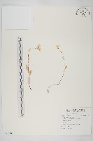 藏品(臺灣杜鵑)的圖片