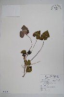 藏品(太平山細辛)的圖片