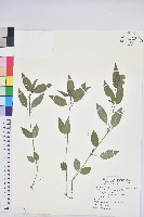 藏品(山靛)的圖片