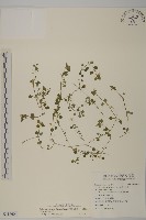 藏品(阿里山繁縷)的圖片