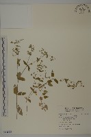 藏品(鵝兒腸)的圖片