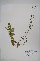 藏品(輪葉沙參)的圖片