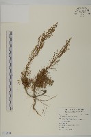 藏品(高山艾)的圖片