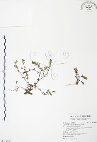 藏品(玉山龍膽)的圖片