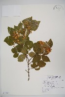 藏品(紅子莢迷)的圖片