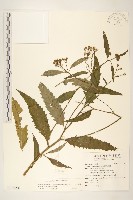 藏品(黃菀)的圖片
