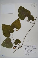 藏品(大葉馬兜鈴)的圖片