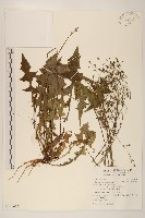 藏品(山苦藚、假福王草)的圖片