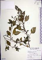 藏品(光果龍葵)的圖片