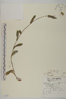 藏品(日本假蓬)的圖片