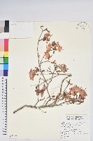 藏品(台灣高山杜鵑)的圖片