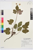 藏品(小白頭翁、野棉花)的圖片
