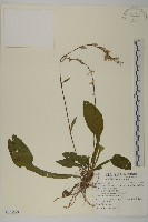 藏品(臺灣鬼督郵)的圖片