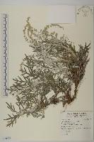 藏品(太魯閣艾)的圖片