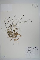 藏品(細葉蘭花參)的圖片