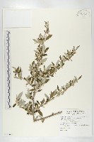 藏品(小葉胡頹子)的圖片