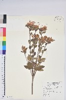 藏品(南澳杜鵑)的圖片