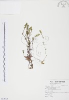 藏品(玉山龍膽)的圖片