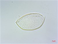 藏品(束心蘭)的圖片