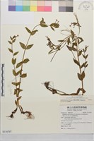 藏品(黑龍江柳葉菜)的圖片
