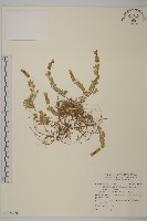 藏品()的圖片