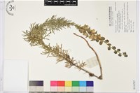 藏品(鐵棒錘)的圖片