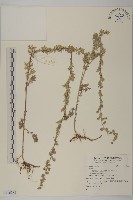 藏品()的圖片