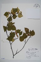 藏品(白樺、粉樺、臭樺)的圖片
