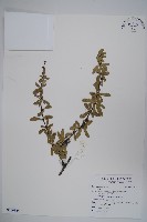 藏品(刺紅珠)的圖片