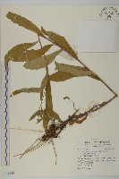 藏品()的圖片