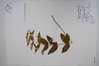 藏品(群虎草、大理白前)的圖片