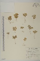 藏品(星葉草)的圖片