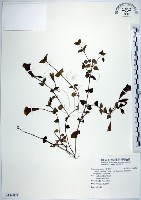 藏品(倒地蜈蚣、四角銅鑼)的圖片