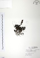 藏品(玉山水苦賈)的圖片