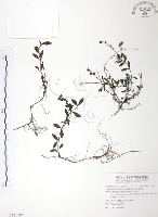 藏品(玉山水苦賈)的圖片