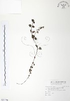 藏品(貧子水苦賈)的圖片